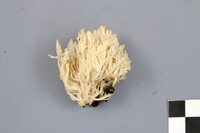 Clavulina coralloides image